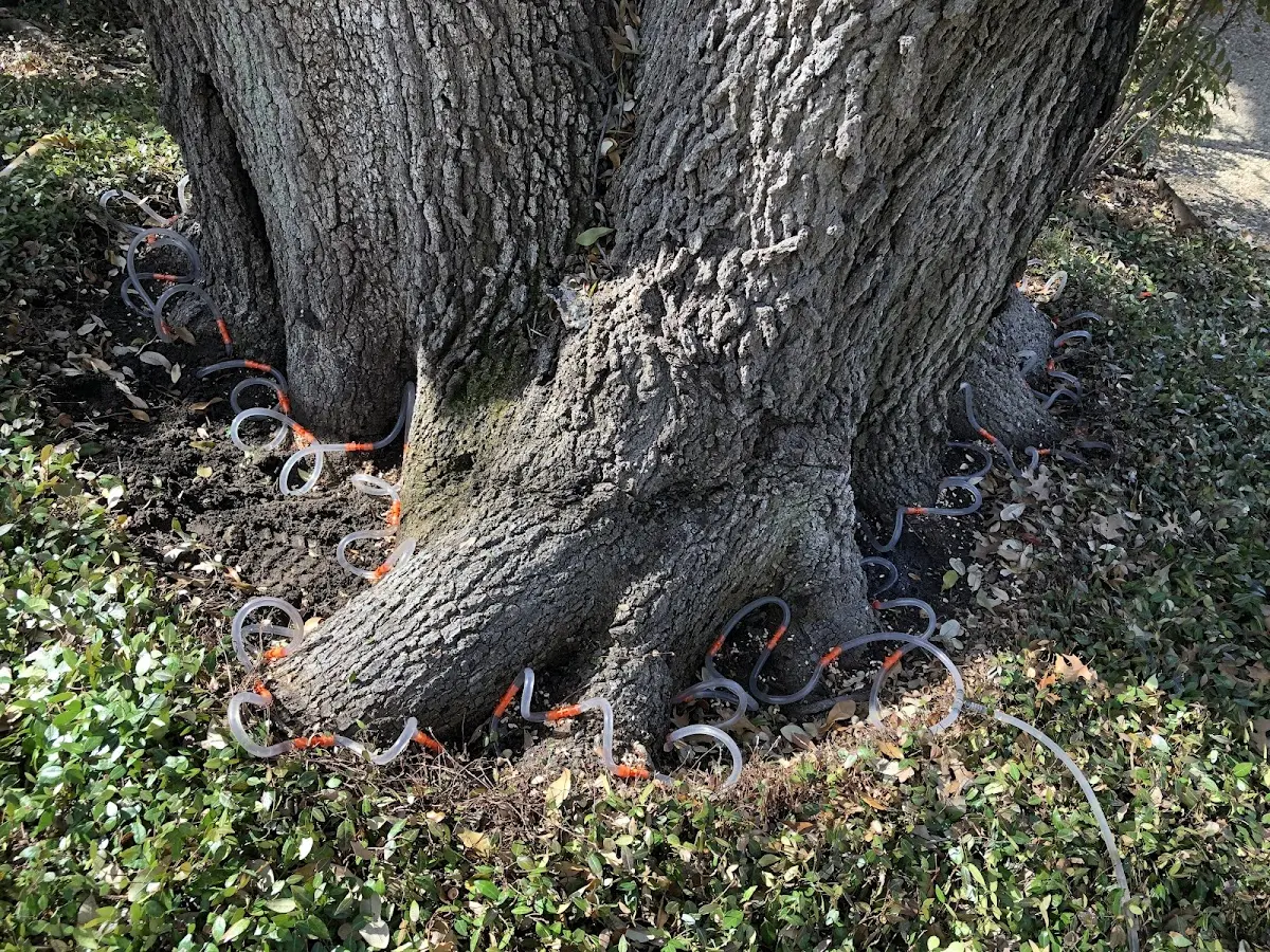 Detailed Tree Cabling and Bracing job site in Ozark