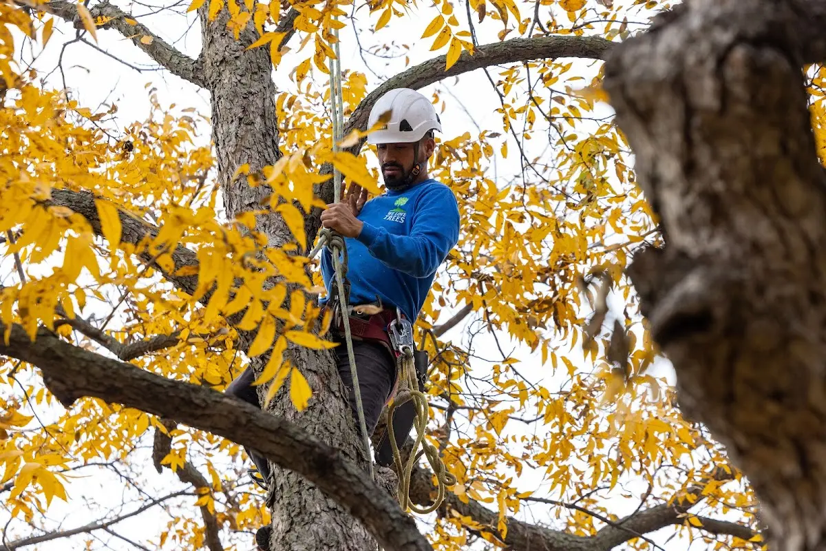 Skilled Storm Damage Cleanup crew working in Ozark